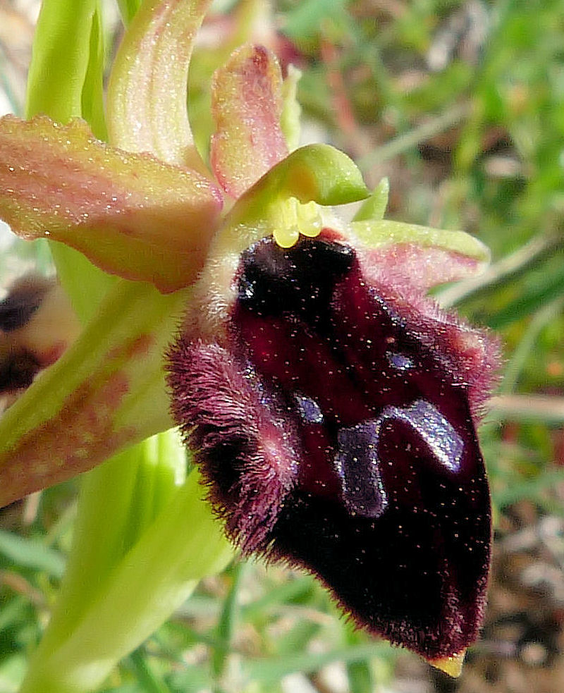 Orchidea del promontorio